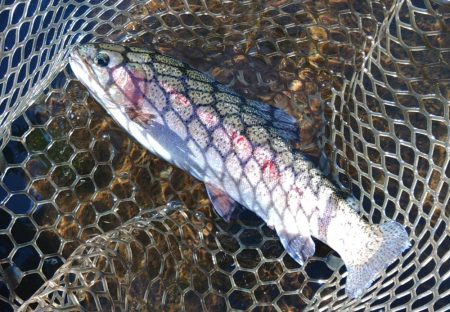 高原の管理釣り場で夏のトラウト ～平谷湖フィッシングスポット～